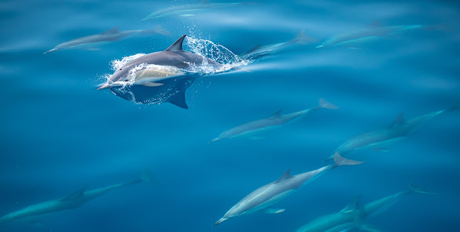 Reviews of Dolphin Seafaris NZ in Tauranga - Museum