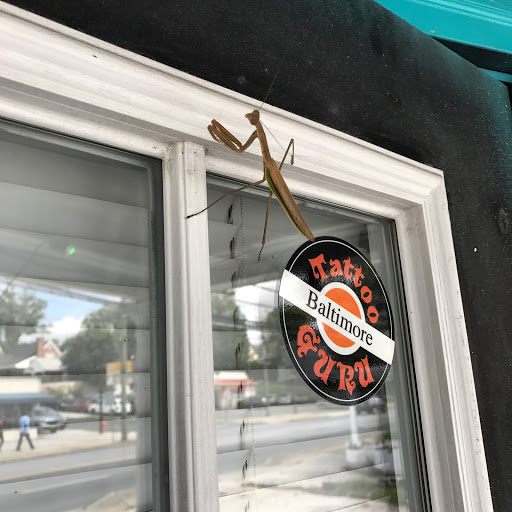 Tattoo Guru, 7525 Belair Rd, Baltimore, MD 21236, USA, 