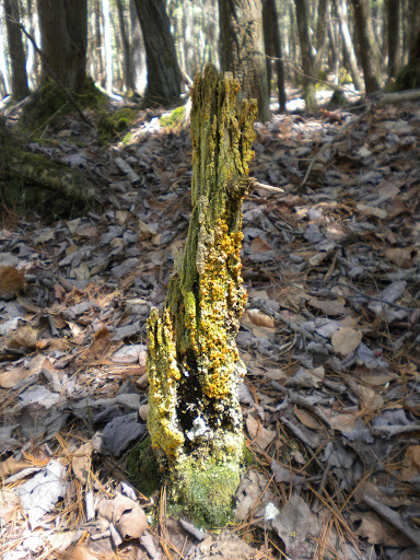 Nature Preserve «Bergen Swamp Preservation Society», reviews and photos, 6646 Hessenthaler Rd, Byron, NY 14422, USA