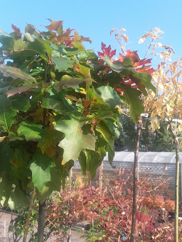 Aga Flora Drzewa Krzewy Kwiaty Tania Roślinność