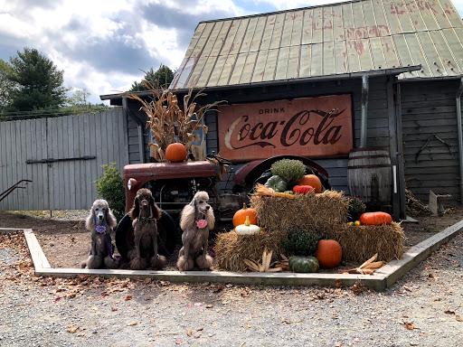 General Store «Original Mast General Store», reviews and photos, 3565 NC-194, Sugar Grove, NC 28679, USA