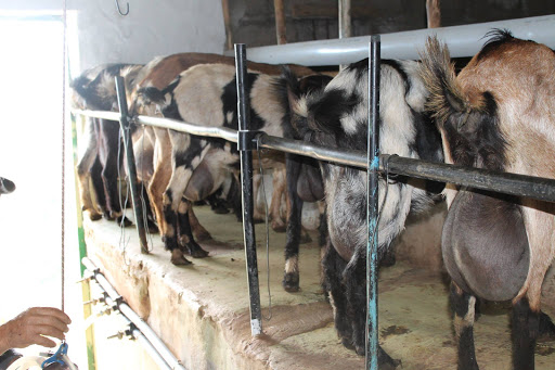 Quesos Pedrín - Quesos y yogures artesanales de cabra canaria