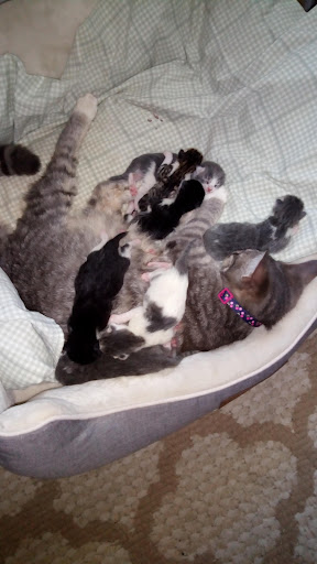 Pet Supply Store «PetSmart», reviews and photos, 1275 N Military Hwy, Norfolk, VA 23502, USA