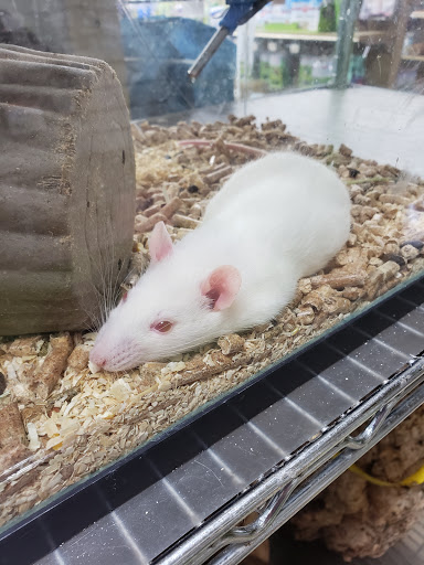 Pet Store «Forest Lake Pets», reviews and photos, 120 Lake St N, Forest Lake, MN 55025, USA
