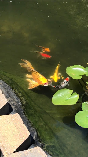 Fish Farm «Kloubec Koi», reviews and photos, 1375 Baxter Ave NW, Amana, IA 52203, USA