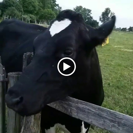 Dairy Farm «Milky Way Farm», reviews and photos, 521 E Uwchlan Ave, Chester Springs, PA 19425, USA