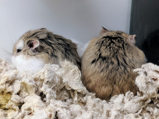 Pet Supply Store «Petco Animal Supplies», reviews and photos, 4915 E 41st St C, Tulsa, OK 74135, USA