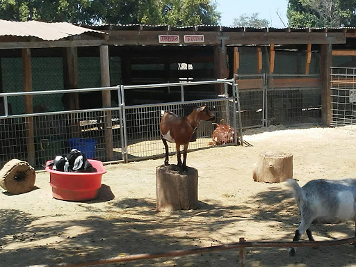 Pony Time at Lakewood Equestrian Center image