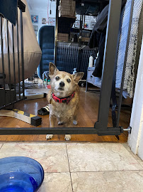 A Big Dog House - Photo 4 - Car repair in , Los Angeles