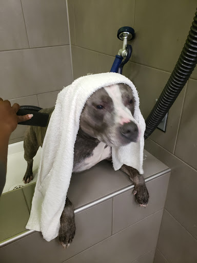 Pet Supply Store «Unleashed by Petco», reviews and photos, 3704 East-West Hwy #130, Hyattsville, MD 20781, USA