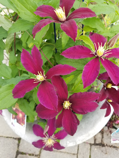 Garden Center «Blooms at Belle Mead», reviews and photos, 1980 US-206, Belle Mead, NJ 08502, USA