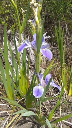 Nature Preserve «Scottsmoor Flatwoods Sanctuary East», reviews and photos, 6000 Magoon Ave, Mims, FL 32754, USA
