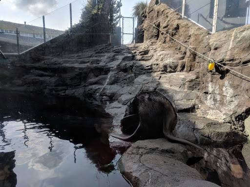 Country Club «Sahalee Country Club», reviews and photos, 21200 NE Sahalee Country Club Dr, Sammamish, WA 98074, USA