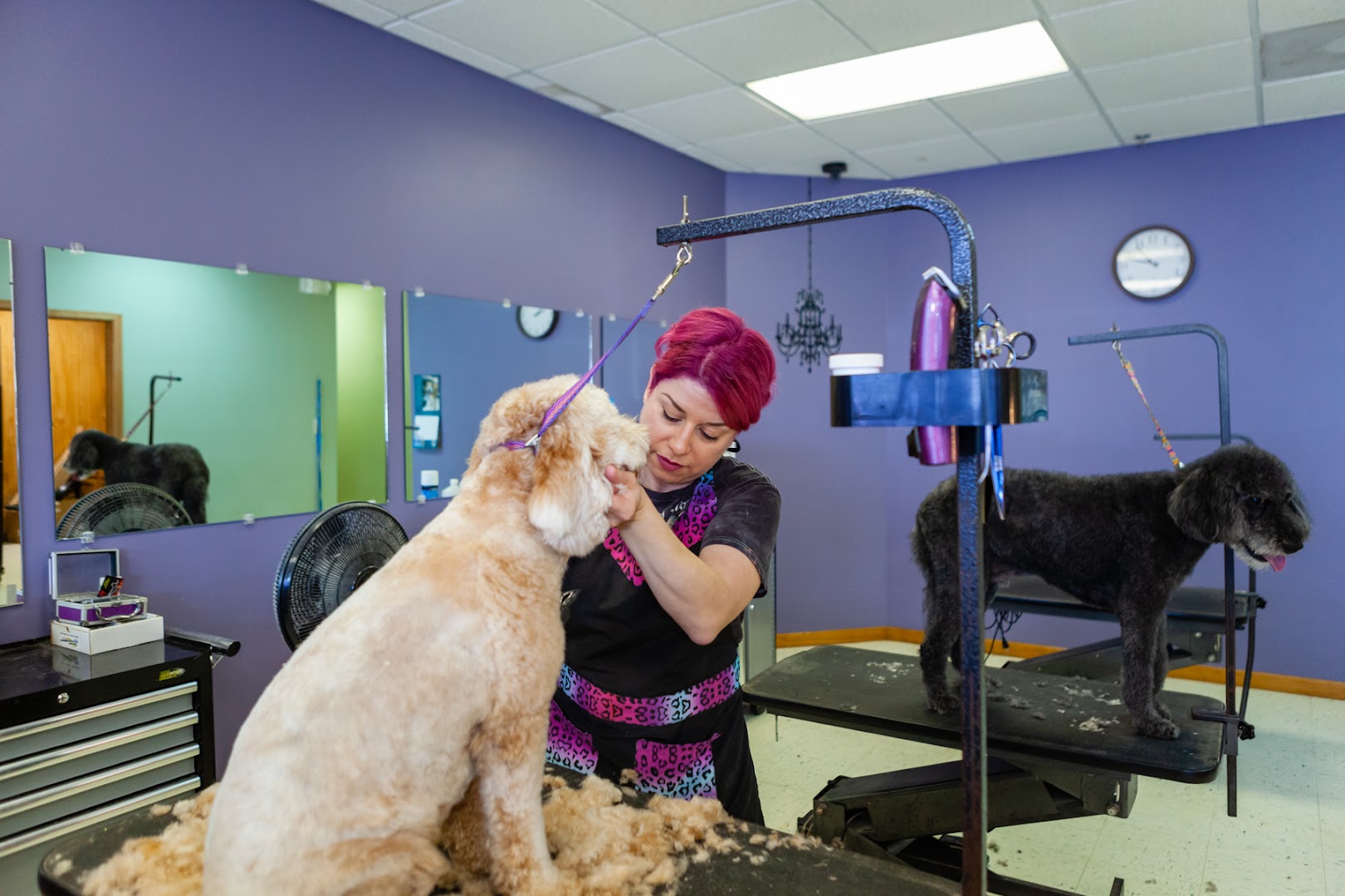 Hair Of The Dog Pet Spa