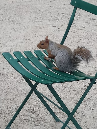 Park «Madison Square Park», reviews and photos, 11 Madison Ave, New York, NY 10010, USA