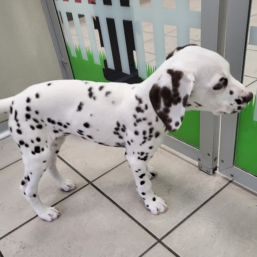 Pet Store «The Family Puppy of Fountain Walk», reviews and photos, 44125 W 12 Mile Rd E-121, Novi, MI 48377, USA