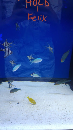 Pet Store «Strictly Fish», reviews and photos, 8373 SW 40th St, Miami, FL 33155, USA