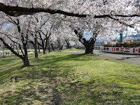 小坂中央公園