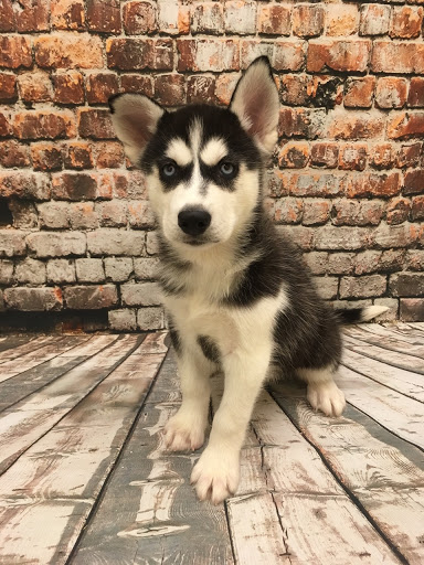 Pet Store «Happiness Is Pets», reviews and photos, 2936 Showplace Dr, Naperville, IL 60564, USA