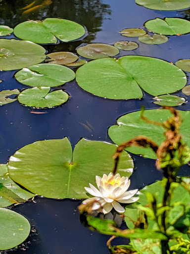 Gift Shop «Stonehedge Gardens», reviews and photos, 51 Dairy Rd, Tamaqua, PA 18252, USA