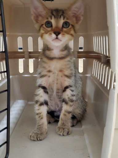 Pet Supply Store «Unleashed by Petco», reviews and photos, 600 Redondo Ave, Long Beach, CA 90814, USA