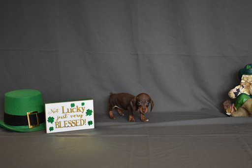 Pet Store «Puppy City», reviews and photos, 3343 Valley Pike, Winchester, VA 22602, USA