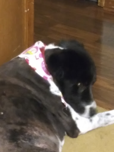 Pet Supply Store «Petco Animal Supplies», reviews and photos, 3264 Buford Dr NE #110, Buford, GA 30519, USA