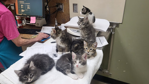 Animal Shelter «Oregon Humane Society», reviews and photos