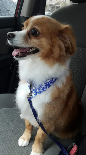 Pet Store «Oak Clips Pet Boutique & Grooming», reviews and photos, 502 N Edgefield Ave, Dallas, TX 75208, USA