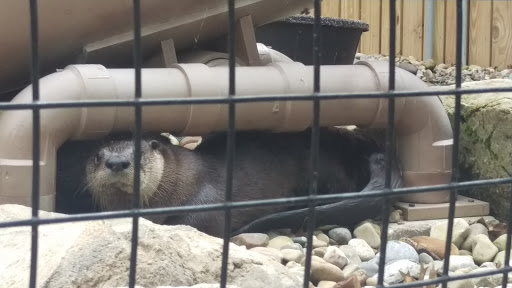 Natural History Museum «Cleveland Museum of Natural History», reviews and photos, 1 Wade Oval Dr, Cleveland, OH 44106, USA