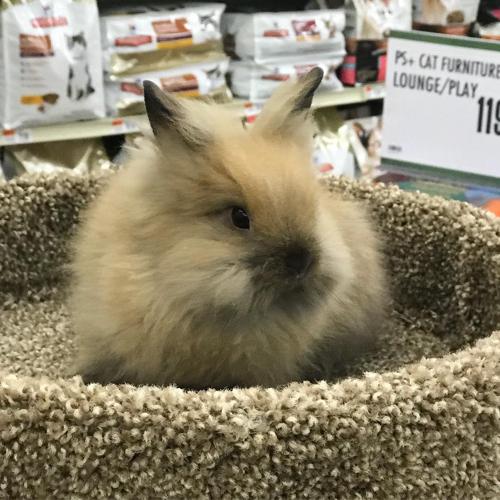 Pet Supply Store «Pet Supplies Plus», reviews and photos, 5394 Kemps River Dr Suite 101, Virginia Beach, VA 23464, USA