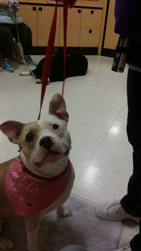 Pet Supply Store «PetSmart», reviews and photos, 1705 N Bechtle Ave, Springfield, OH 45504, USA