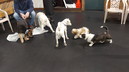 Dog Trainer «Awesome Dawgs Dog Training LLC», reviews and photos, 3052 Pricetown Rd, Temple, PA 19560, USA