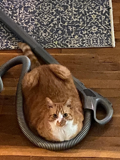 Pet Supply Store «PetSmart», reviews and photos, 1110 NY-112, Port Jefferson Station, NY 11776, USA