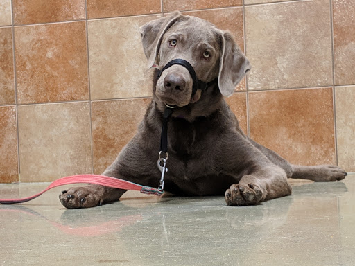 Pet Supply Store «PetSmart», reviews and photos, 160 Washington St #701, Rochester, NH 03839, USA