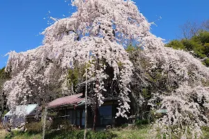 横田陣屋の御殿桜 image