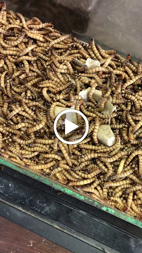 Reptile Store «MOC Reptiles», reviews and photos, 643 NE 125th St, North Miami, FL 33161, USA