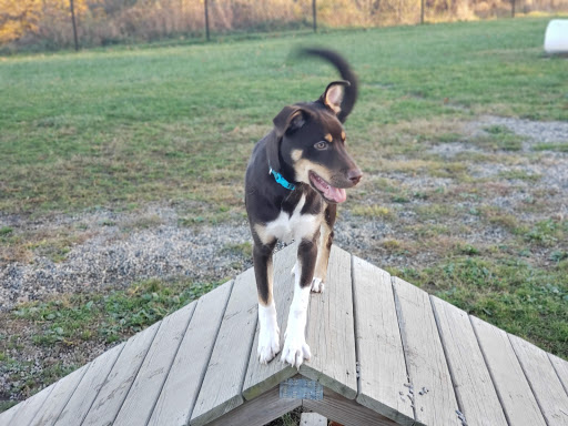 Park «Maple Hill Dog Park», reviews and photos, 390 County Rd 78, Middletown, NY 10940, USA