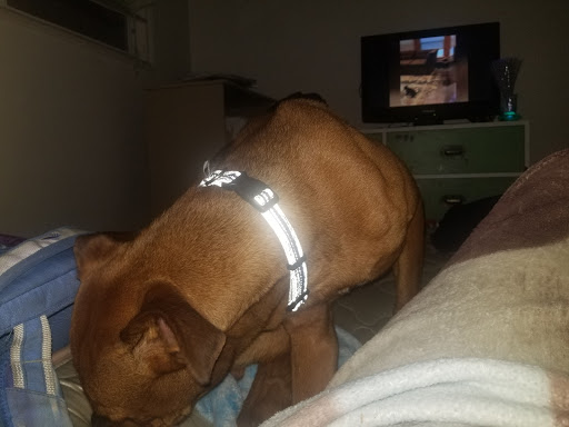 Golf Course «Gresham Golf Course», reviews and photos, 2155 NE Division St, Gresham, OR 97030, USA