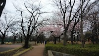 府中の森公園の大寒桜