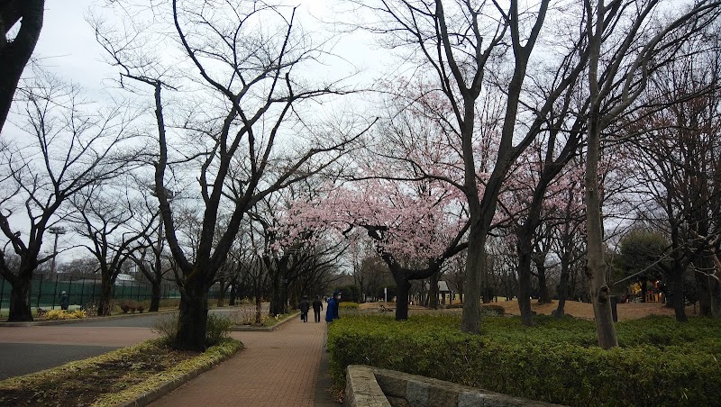 府中の森公園の大寒桜