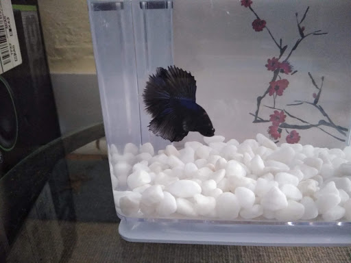 Pet Supply Store «Petco Animal Supplies», reviews and photos, 1951 N Military Trl c, West Palm Beach, FL 33409, USA