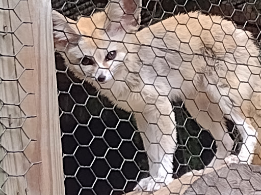 Zoo «North Georgia Zoo & Farm», reviews and photos, 2912 Paradise Valley Rd, Cleveland, GA 30528, USA