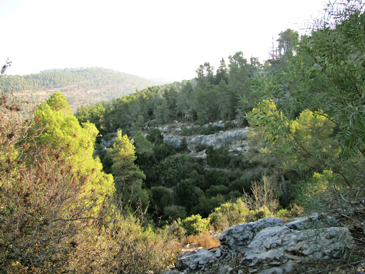 HaKdoshim Forest