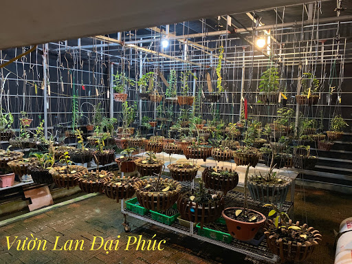 Vườn lan Đại Phúc