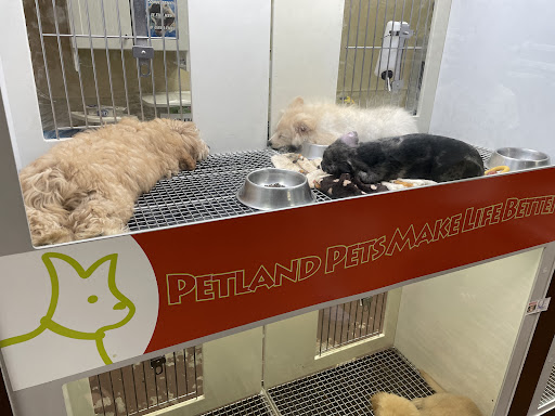 Pet Store «Petland of Plantation», reviews and photos, 801 S University Dr, Plantation, FL 33324, USA