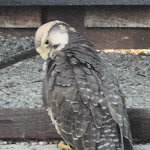 Photo n°1 de l'avis de Linda.a fait le 12/06/2023 à 16:17 sur le  Wildsau-Schenke à Cleebronn