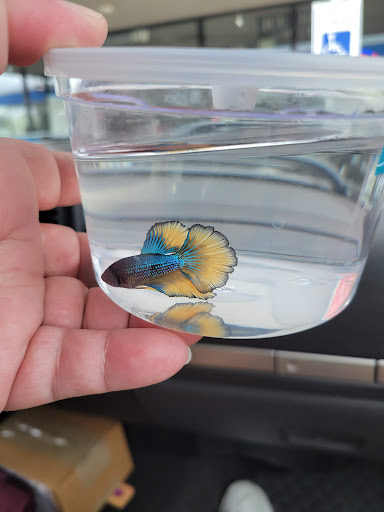 Pet Supply Store «Petco Animal Supplies», reviews and photos, 405 W Loop 281, Longview, TX 75605, USA