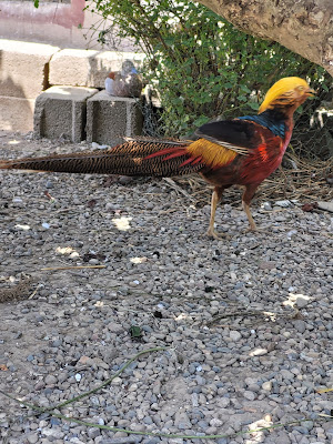 Association d'Aviculture de Buhl à Buhl