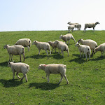 Photo n°5 de l'avis de Maren.i fait le 28/01/2023 à 08:42 sur le  Nordsee Lodge à Pellworm